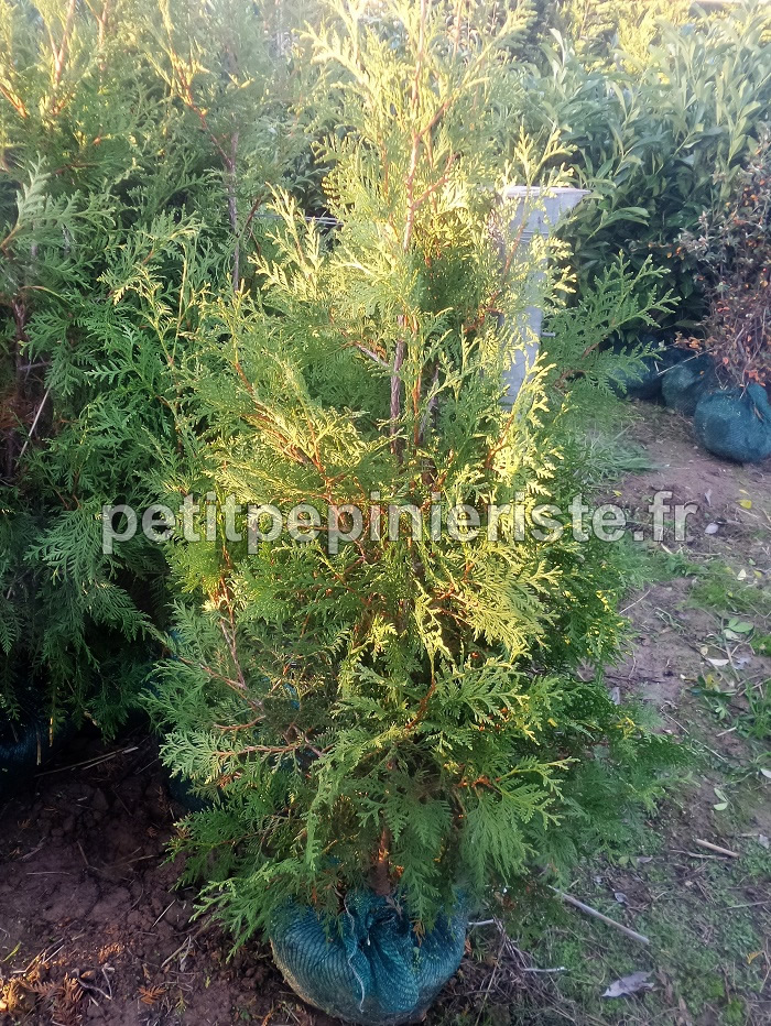 thuja